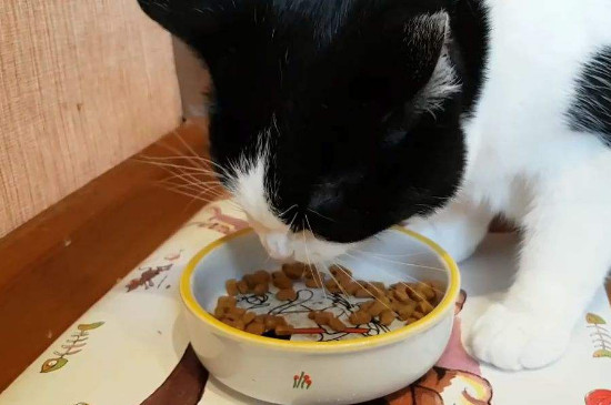 人可以吃猫粮吗