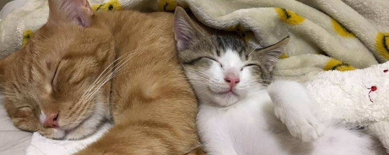 猫和人一起睡的危害