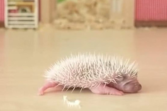 刚出生小刺猬怎么养活