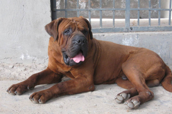 世界十大凶犬是哪十种