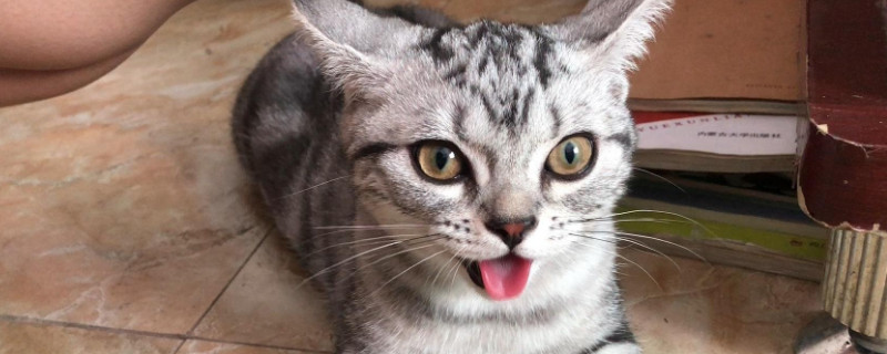 猫喜欢吃什么