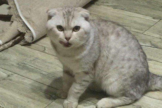 公猫不做绝育会怎样