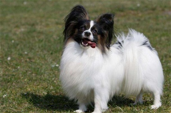 蝴蝶犬的寿命有多少年，平均寿命在12～13年左右