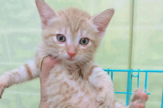 小猫多大可以洗澡