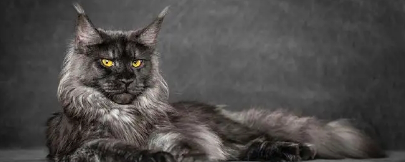缅因猫几个月开始爆毛