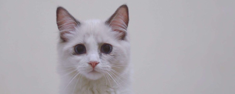 猫流眼泪打喷嚏