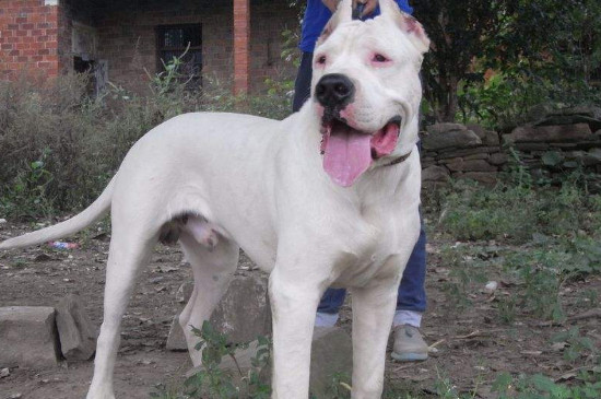 世界上打架最厉害的狗，最凶猛最强壮斗犬排名