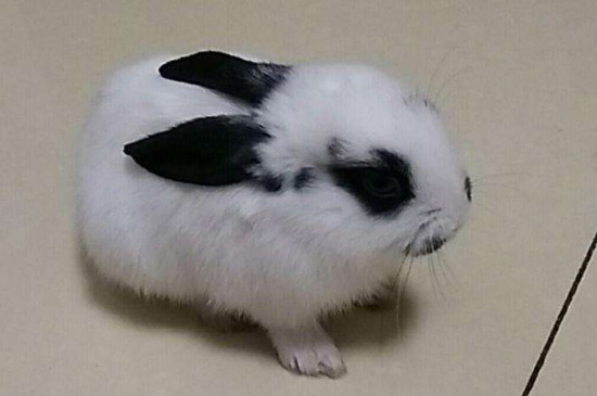 熊猫兔怎么养才不会死