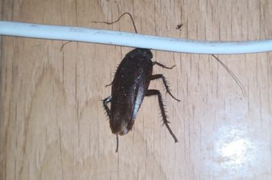 蟑螂窝一般在哪