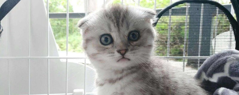 松木猫砂和豆腐猫砂哪个好，两种猫砂的区别和优缺点对比