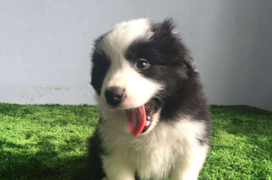 边境牧羊犬好养么
