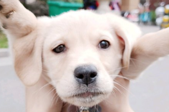 狗狗咬手怎么解决