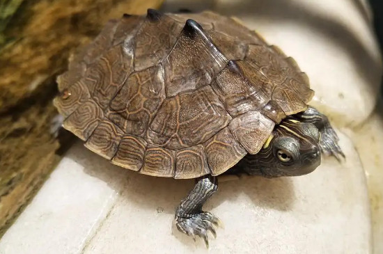 乌龟是吃什么的
