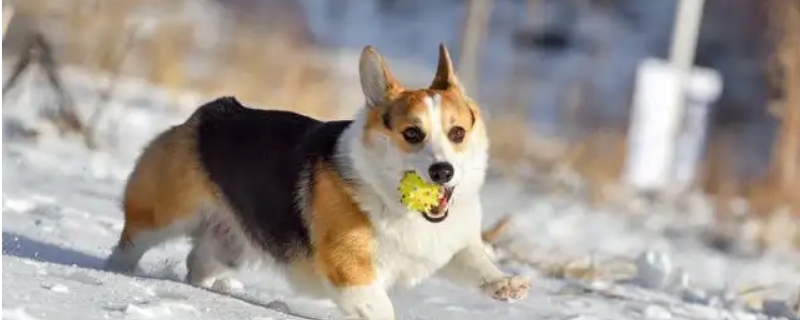 柯基犬认第二个主人吗