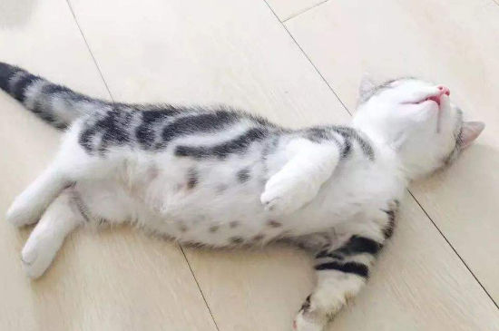 猫的睡姿代表什么