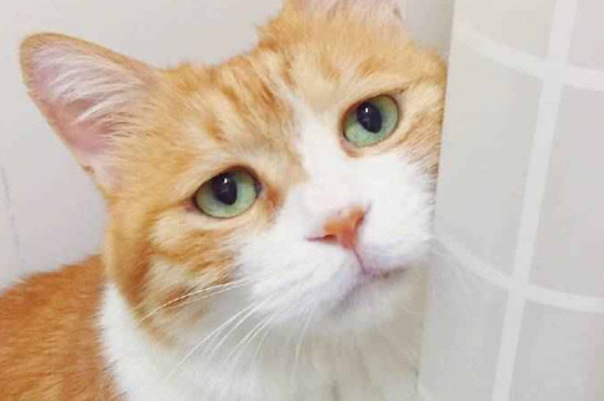 猫发情了怎么办