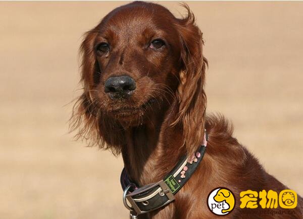 爱尔兰雪达犬凶不凶，待人友善但有时候会很淘气