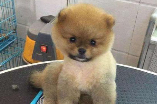 俊介犬和博美的区别，俊介狗品种是英系博美