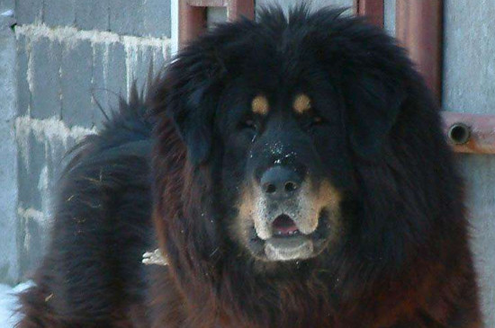 适合家养的护卫犬有哪些，最优秀的护卫犬10大排名