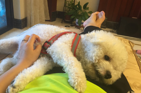 比熊配种需要注意什么