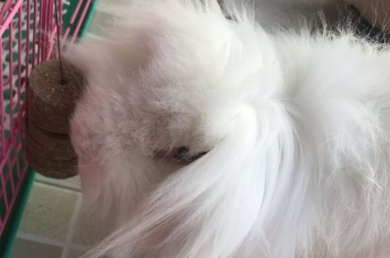 小白兔的生活习性