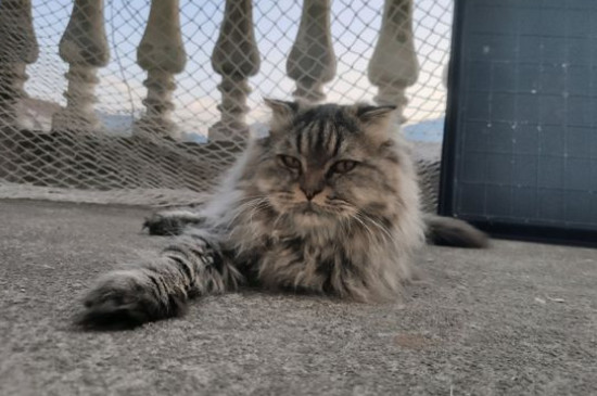 西伯利亚森林猫价钱图片，纯种西伯利亚猫多少钱一只