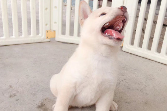 养柴犬的禁忌