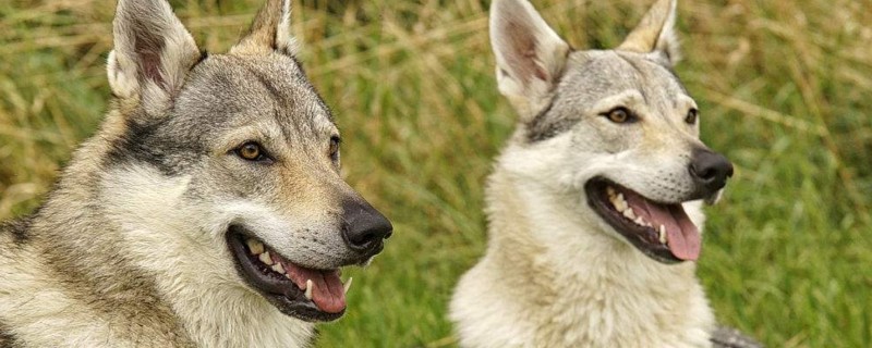 捷克狼犬在中国禁养吗