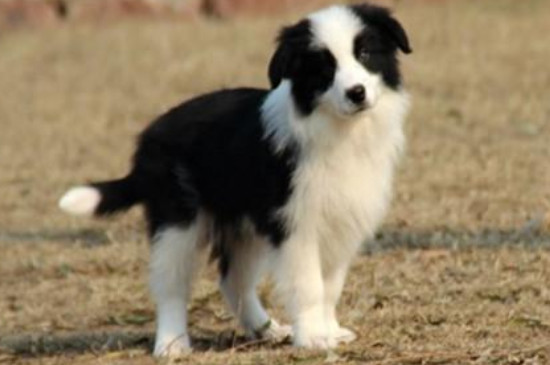 边境牧羊犬能吃馒头吗