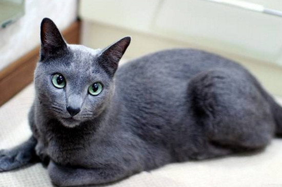 蓝猫性格优缺点