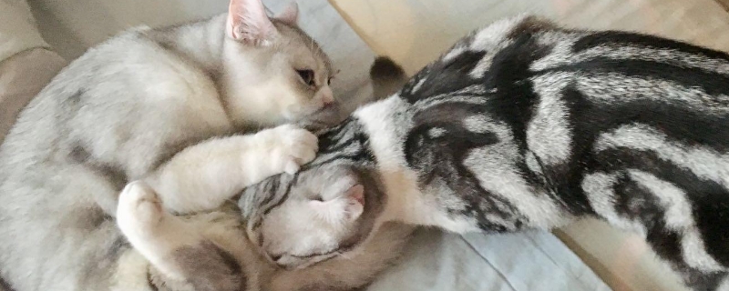 母猫怀孕后期容易拉稀