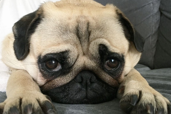 不掉毛的小型犬，干净不掉毛的小狗排名