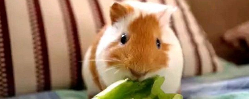 摸荷兰猪的时候咕咕叫