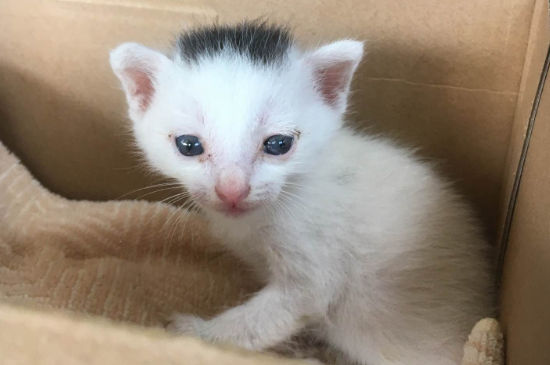 猫咪肚子疼的表现