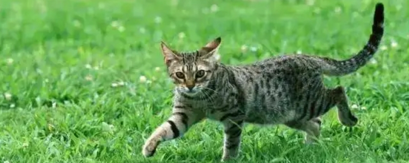猫睡觉知道谁摸他吗