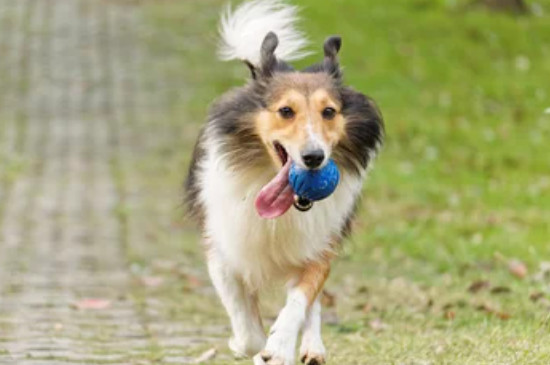 苏牧犬能活多久