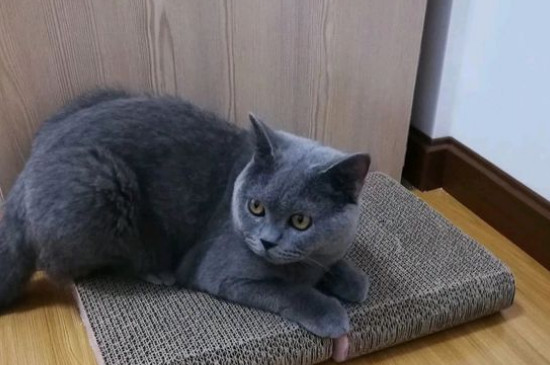 串串蓝猫和纯种区别