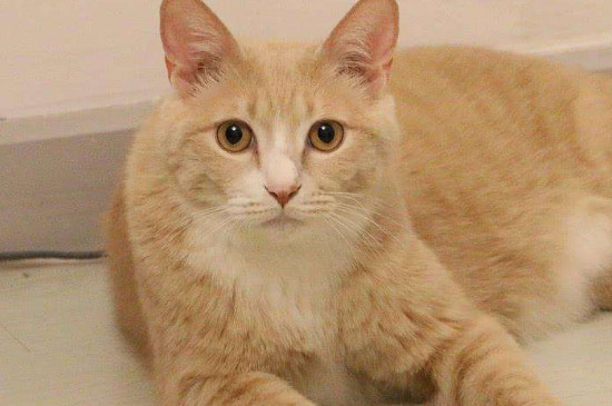 猫左腮帮子长了个硬包块