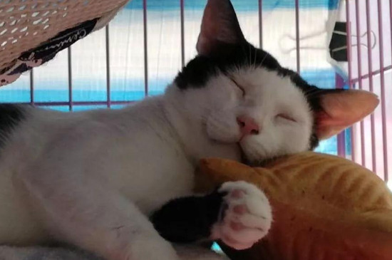 猫用爪子摸你脸代表什么