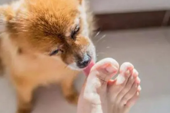 狗狗舔主人的伤口是什么意思