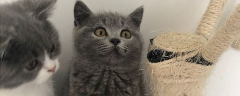 猫肚子鼓鼓的,但是精神正常