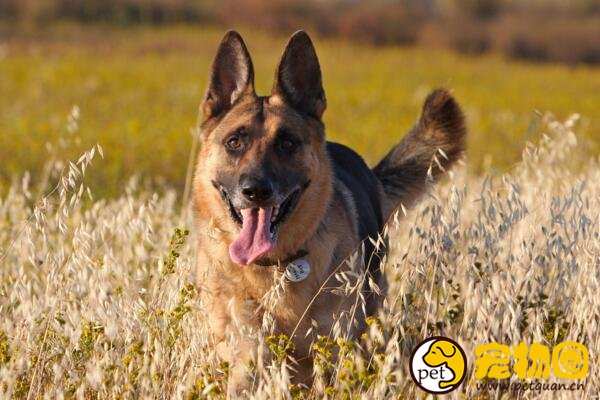 德国黑背犬是德牧品种的分支，稳坐警犬队伍第一把交椅