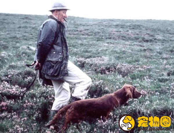 爱尔兰雪达犬凶不凶，待人友善但有时候会很淘气