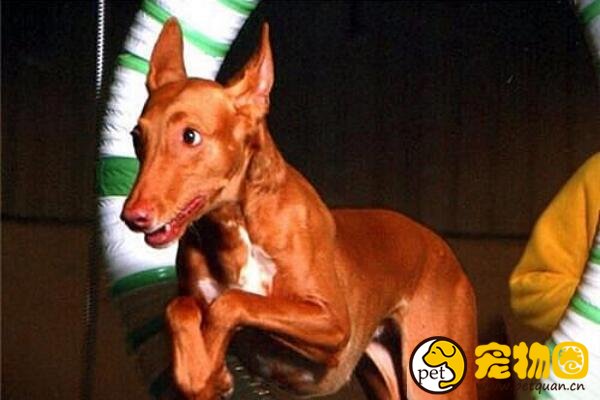 法老猎犬起源历史悠久，最爱小孩子和引起人的注意