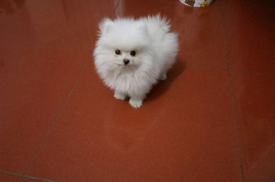 狗瘟早期症状是什么样子的，犬瘟初期症状及治疗
