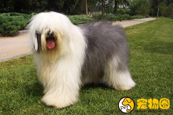 古牧犬是什么狗，英国古代牧羊犬(属于禁养犬类)
