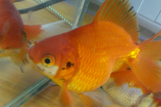金鱼怎么喂食才合理