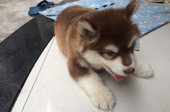 阿拉斯加犬能长多大