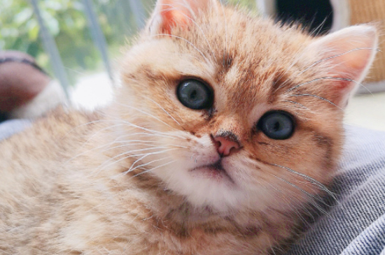 猫的尾巴竖起来是为什么