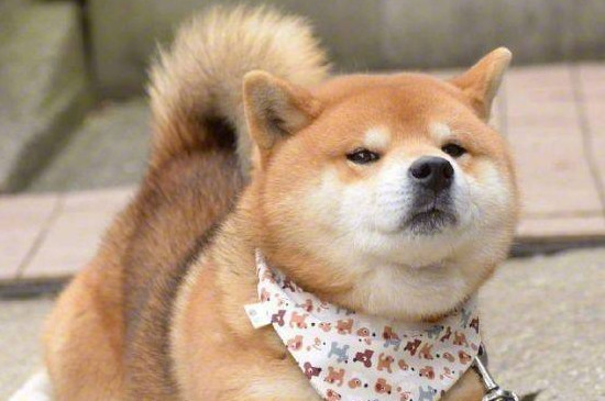 柴犬小时候怎么看品相